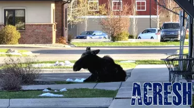 Moose on the loose: 'Scary looking' visitor's tour of Bozeman includes nap at The Moose, naturally